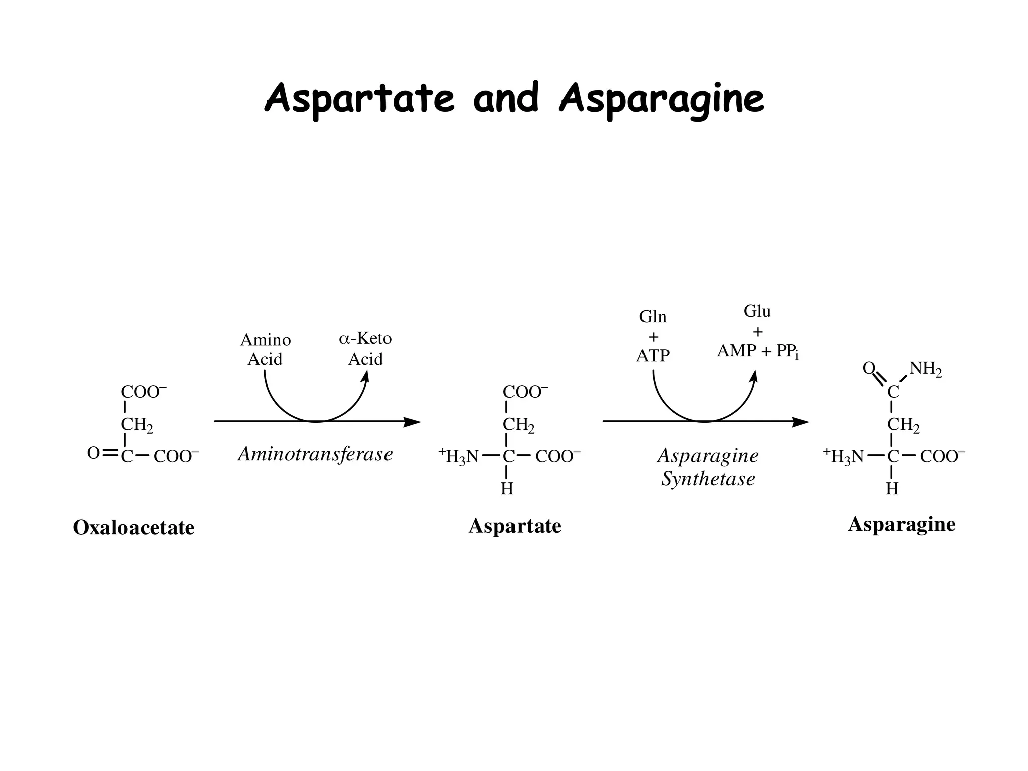 Biosynthesis Of Non essential Amino Acids pptx biosynthesis-of-non-essential-amino-acids-pptx
