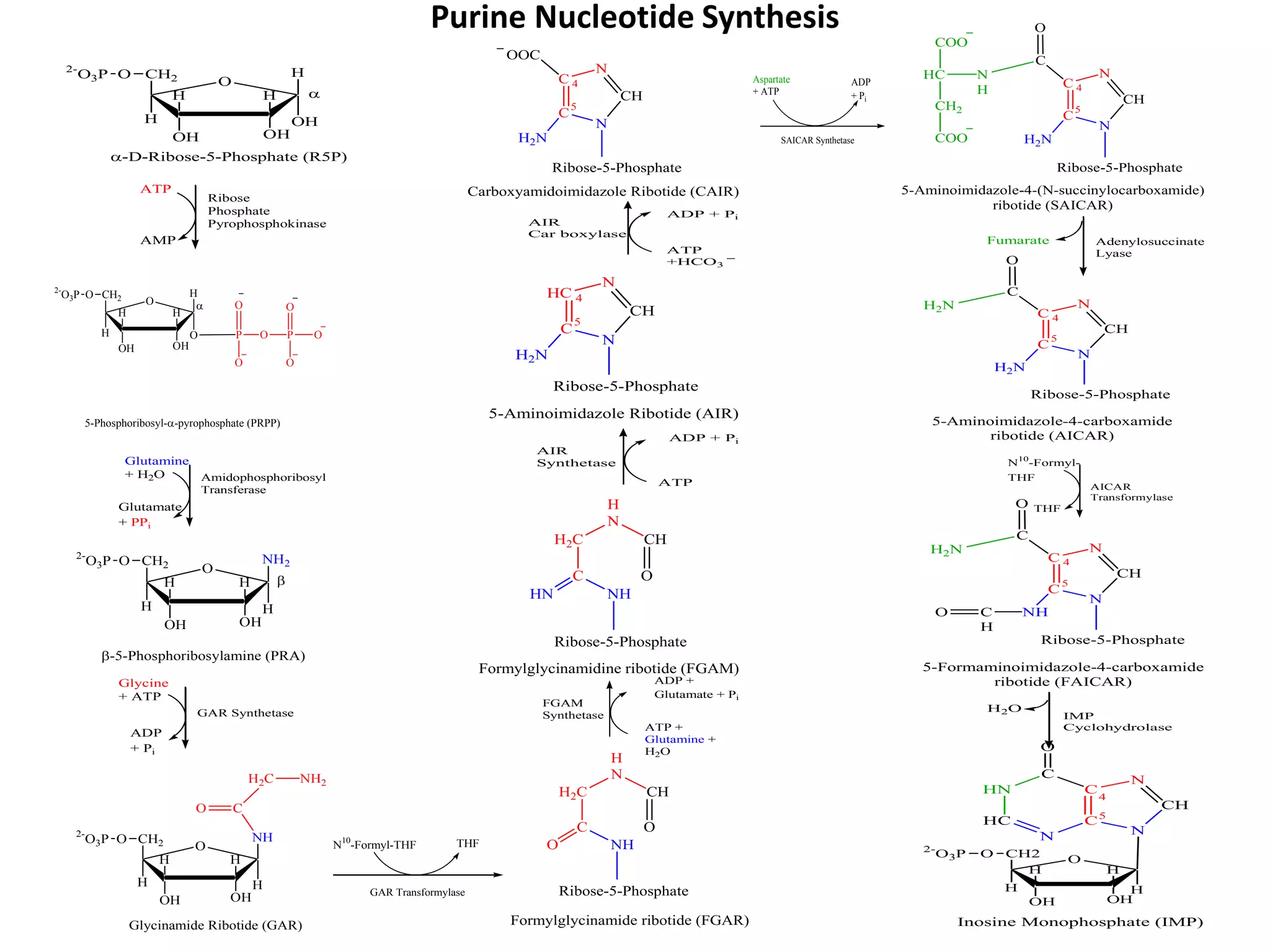 Formylglycinamide Ribotide biosynthesisofnucleotides-160902060256.pdf