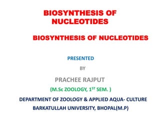 BIOSYNTHESIS OF
NUCLEOTIDES
BIOSYNTHESIS OF NUCLEOTIDES
PRESENTED
BY
PRACHEE RAJPUT
(M.Sc ZOOLOGY, 1ST SEM. )
DEPARTMENT OF ZOOLOGY & APPLIED AQUA- CULTURE
BARKATULLAH UNIVERSITY, BHOPAL(M.P)
 