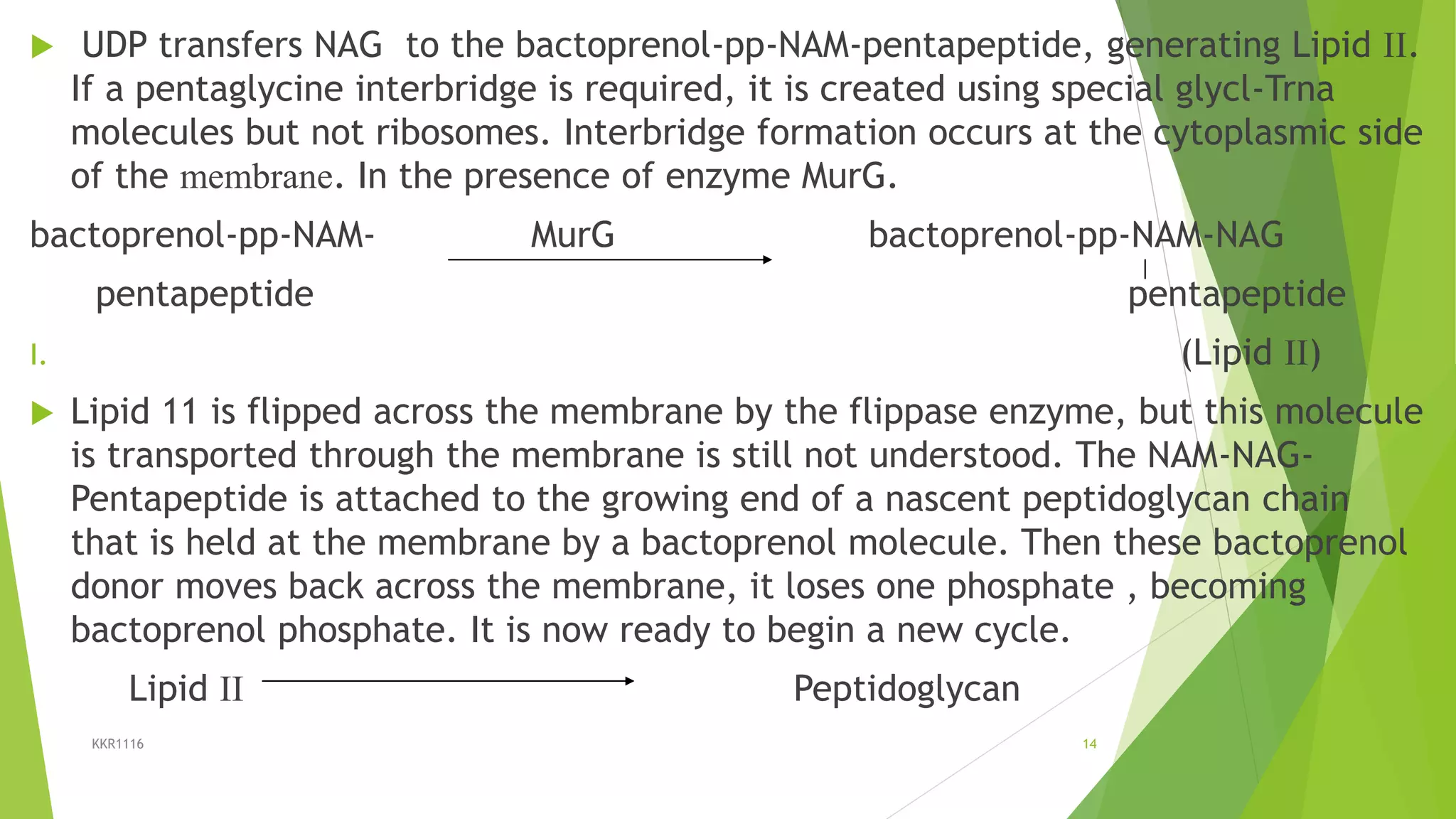  UDP transfers NAG to the bactoprenol-pp-NAM-pentapeptide, generating Lipid II.
If a pentaglycine interbridge is required, it is created using special glycl-Trna
molecules but not ribosomes. Interbridge formation occurs at the cytoplasmic side
of the membrane. In the presence of enzyme MurG.
bactoprenol-pp-NAM- MurG bactoprenol-pp-NAM-NAG
pentapeptide pentapeptide
I. (Lipid II)
 Lipid 11 is flipped across the membrane by the flippase enzyme, but this molecule
is transported through the membrane is still not understood. The NAM-NAG-
Pentapeptide is attached to the growing end of a nascent peptidoglycan chain
that is held at the membrane by a bactoprenol molecule. Then these bactoprenol
donor moves back across the membrane, it loses one phosphate , becoming
bactoprenol phosphate. It is now ready to begin a new cycle.
Lipid II Peptidoglycan
KKR1116 14
 
