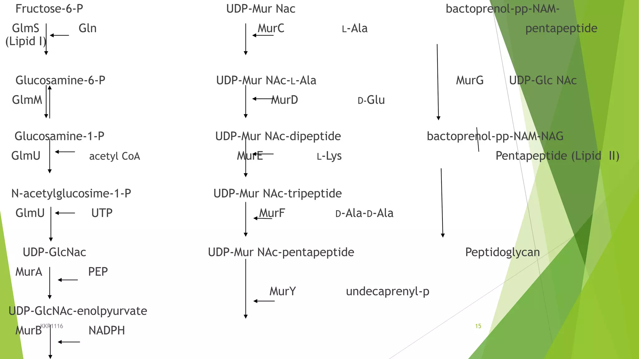 Fructose-6-P UDP-Mur Nac bactoprenol-pp-NAM-
GlmS Gln MurC L-Ala pentapeptide
(Lipid I)
Glucosamine-6-P UDP-Mur NAc-L-Ala MurG UDP-Glc NAc
GlmM MurD D-Glu
Glucosamine-1-P UDP-Mur NAc-dipeptide bactoprenol-pp-NAM-NAG
GlmU acetyl CoA MurE L-Lys Pentapeptide (Lipid II)
N-acetylglucosime-1-P UDP-Mur NAc-tripeptide
GlmU UTP MurF D-Ala-D-Ala
UDP-GlcNac UDP-Mur NAc-pentapeptide Peptidoglycan
MurA PEP
MurY undecaprenyl-p
UDP-GlcNAc-enolpyurvate
MurB NADPH
KKR1116 15
 
