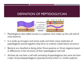 Biosynthesis of Peptidoglycan.pdf