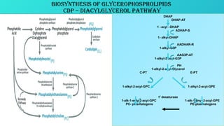 BIOSYNTHESIS OF PHOSPHOLIPIDS and STEROLS 1.pptx