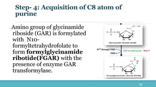 Formylglycinamide Ribotide Nucleic Acid Biosynthesis and Catabolism Pathways | PPTX