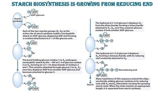 Biosynthesis of sucrose and starch | PDF