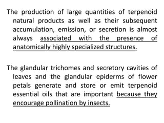 The production of large quantities of terpenoid
natural products as well as their subsequent
accumulation, emission, or secretion is almost
always associated with the presence of
anatomically highly specialized structures.
The glandular trichomes and secretory cavities of
leaves and the glandular epiderms of flower
petals generate and store or emit terpenoid
essential oils that are important because they
encourage pollination by insects.
 