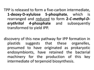 TPP is released to form a five-carbon intermediate,
1-deoxy-D-xylulose 5-phosphate, which is
rearranged and reduced to form 2-C-methyl-D-
erythritol 4-phosphate and subsequently
transformed to yield IPP.
discovery of this new pathway for IPP formation in
plastids suggests that these organelles,
presumed to have originated as prokaryotic
endosymbionts, have retained the bacterial
machinery for the production of this key
intermediate of terpenoid biosynthesis.
 