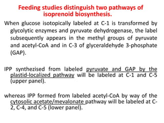 Feeding studies distinguish two pathways of
isoprenoid biosynthesis.
When glucose isotopically labeled at C-1 is transformed by
glycolytic enzymes and pyruvate dehydrogenase, the label
subsequently appears in the methyl groups of pyruvate
and acetyl-CoA and in C-3 of glyceraldehyde 3-phosphate
(GAP).
IPP synthezised from labeled pyruvate and GAP by the
plastid-localized pathway will be labeled at C-1 and C-5
(upper panel).
whereas IPP formed from labeled acetyl-CoA by way of the
cytosolic acetate/mevalonate pathway will be labeled at C-
2, C-4, and C-5 (lower panel).
 