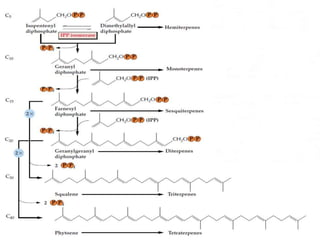 Terpenoids Biosynthesis  