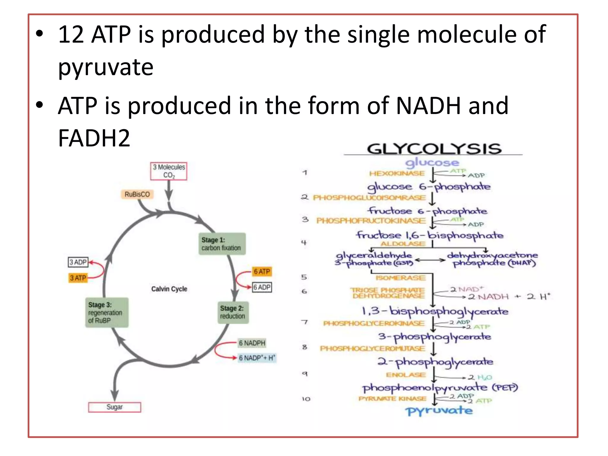 • 12 ATP is produced by the single molecule of
pyruvate
• ATP is produced in the form of NADH and
FADH2
 