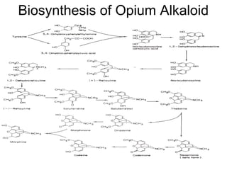 Biosynthesis of Opium Alkaloid
 