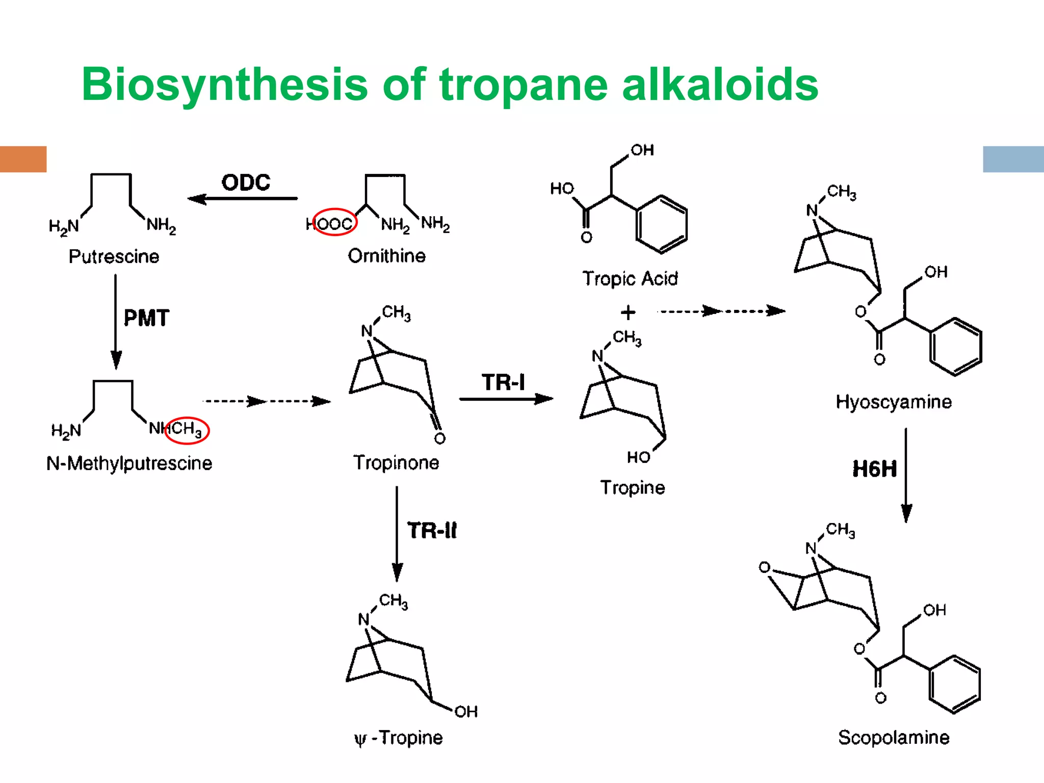 Biosynthesis of tropane alkaloids 
 