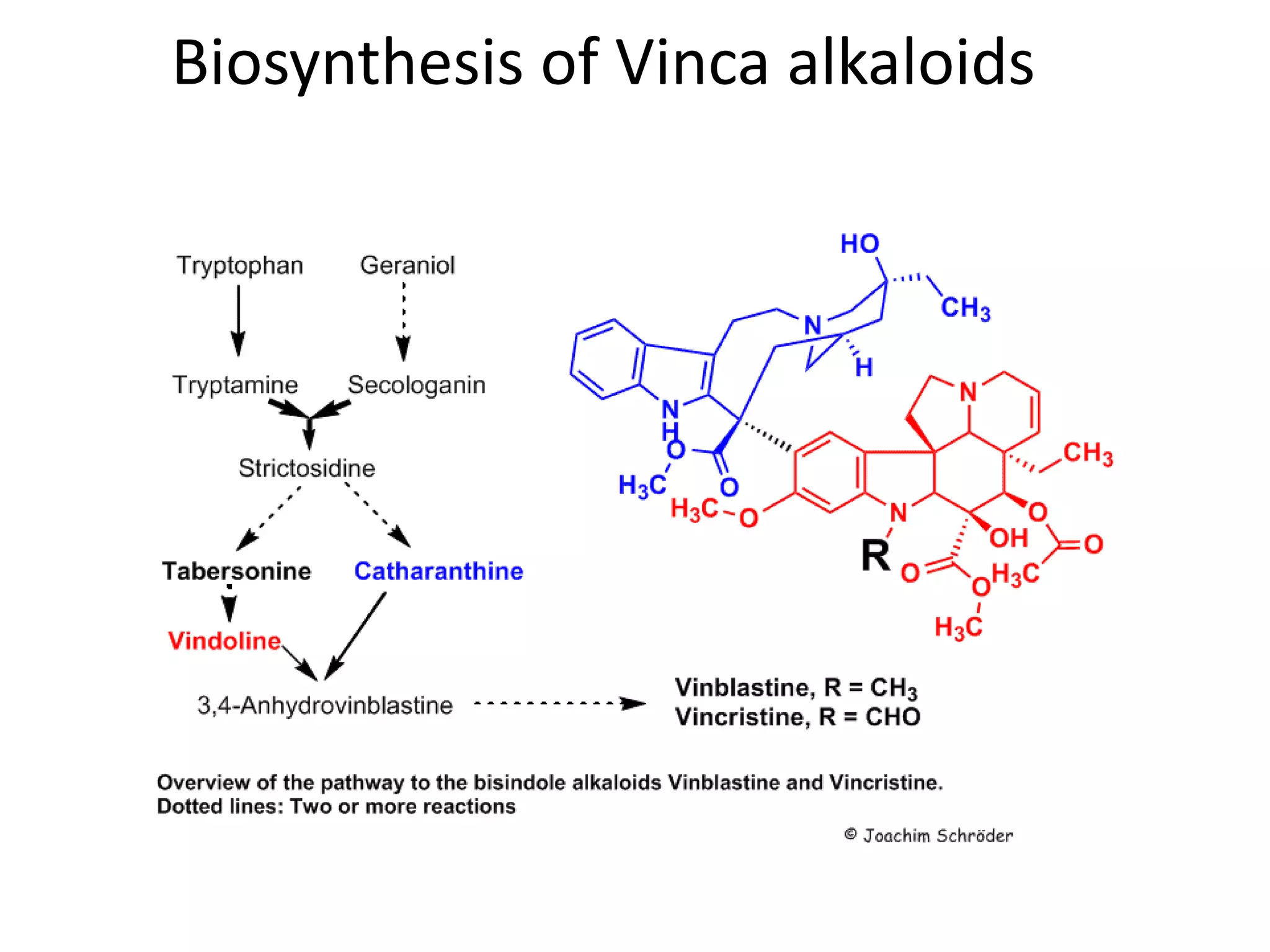 Biosynthesis of Vinca alkaloids 
 