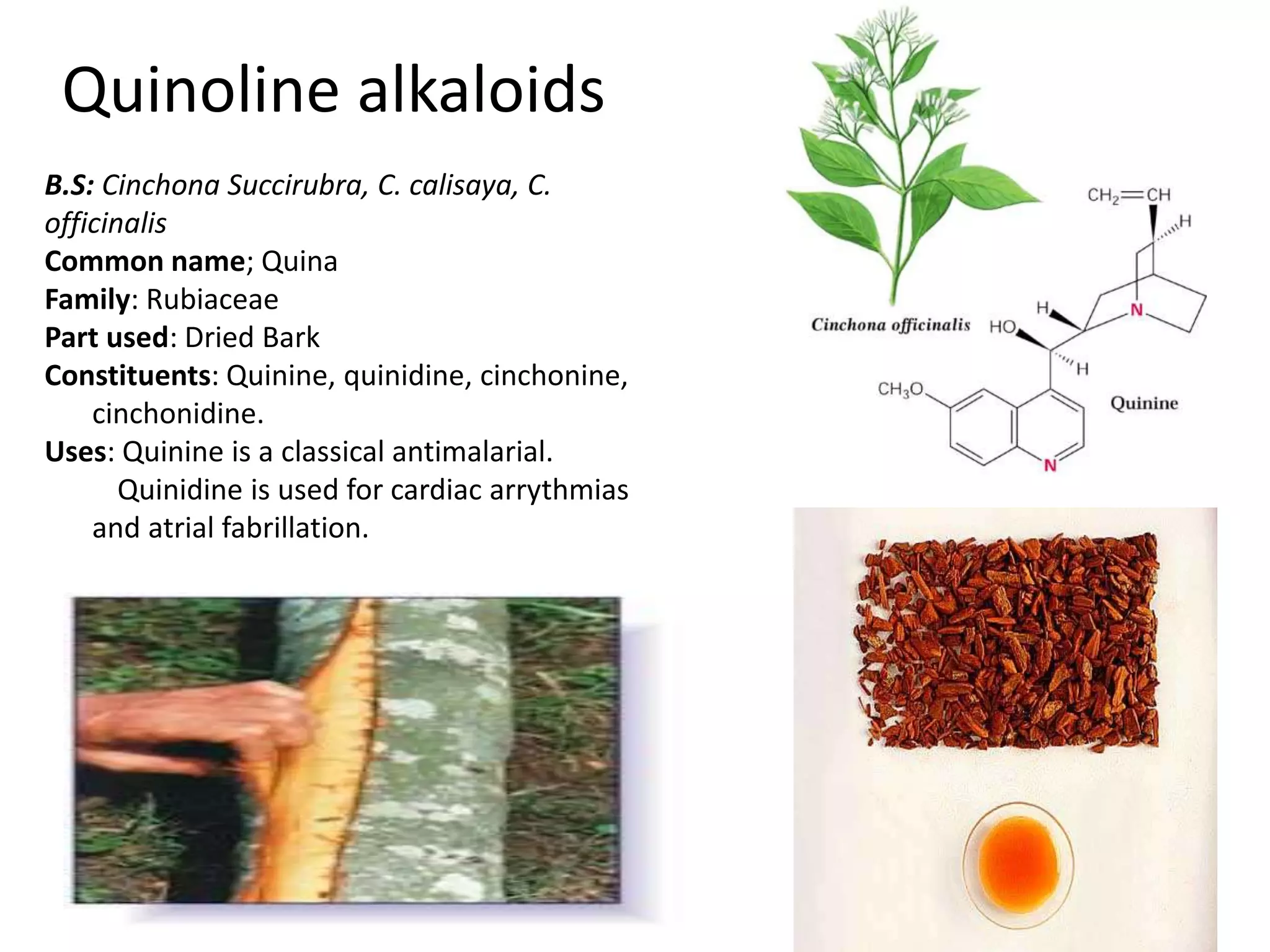 Quinoline alkaloids 
B.S: Cinchona Succirubra, C. calisaya, C. 
officinalis 
Common name; Quina 
Family: Rubiaceae 
Part used: Dried Bark 
Constituents: Quinine, quinidine, cinchonine, 
cinchonidine. 
Uses: Quinine is a classical antimalarial. 
Quinidine is used for cardiac arrythmias 
and atrial fabrillation. 
 