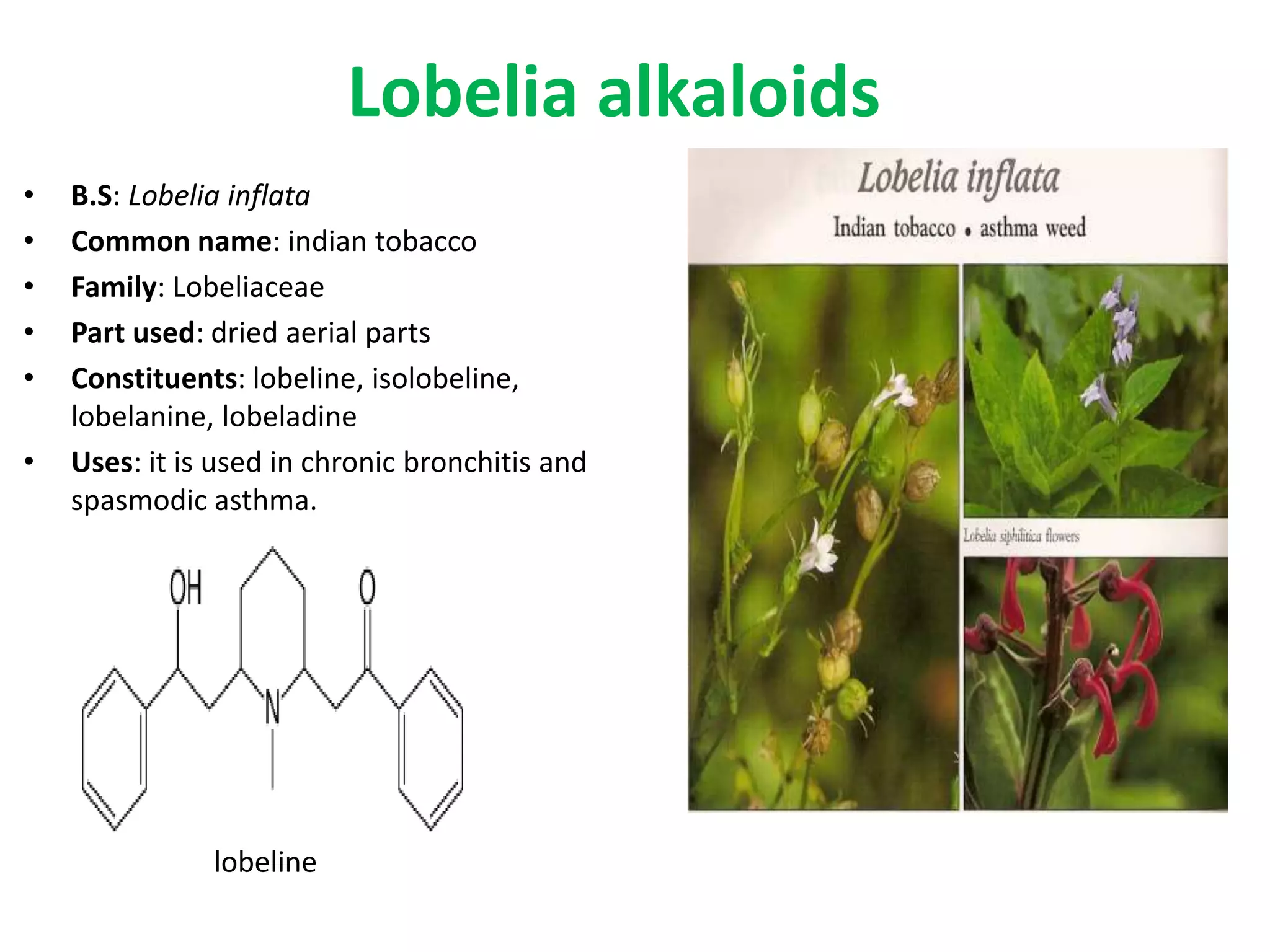 Lobelia alkaloids 
• B.S: Lobelia inflata 
• Common name: indian tobacco 
• Family: Lobeliaceae 
• Part used: dried aerial parts 
• Constituents: lobeline, isolobeline, 
lobelanine, lobeladine 
• Uses: it is used in chronic bronchitis and 
spasmodic asthma. 
lobeline 
 
