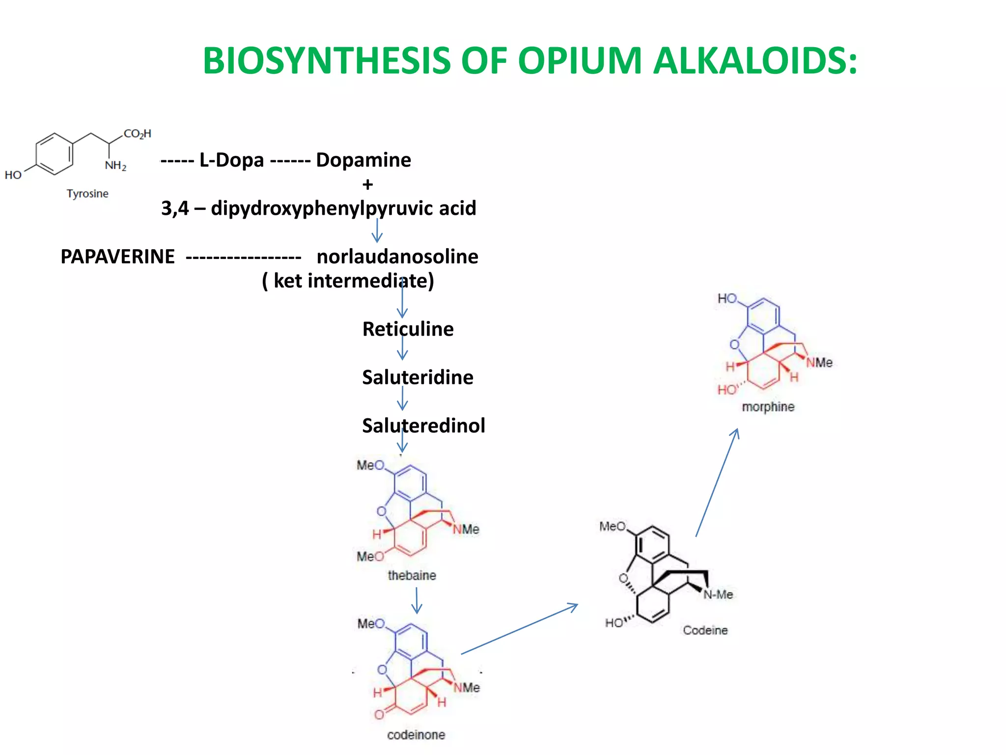 BIOSYNTHESIS OF OPIUM ALKALOIDS: 
------- L-Dopa ------ Dopamine 
+ 
3,4 – dipydroxyphenylpyruvic acid 
PAPAVERINE ----------------- norlaudanosoline 
( ket intermediate) 
Reticuline 
Saluteridine 
Saluteredinol 
 