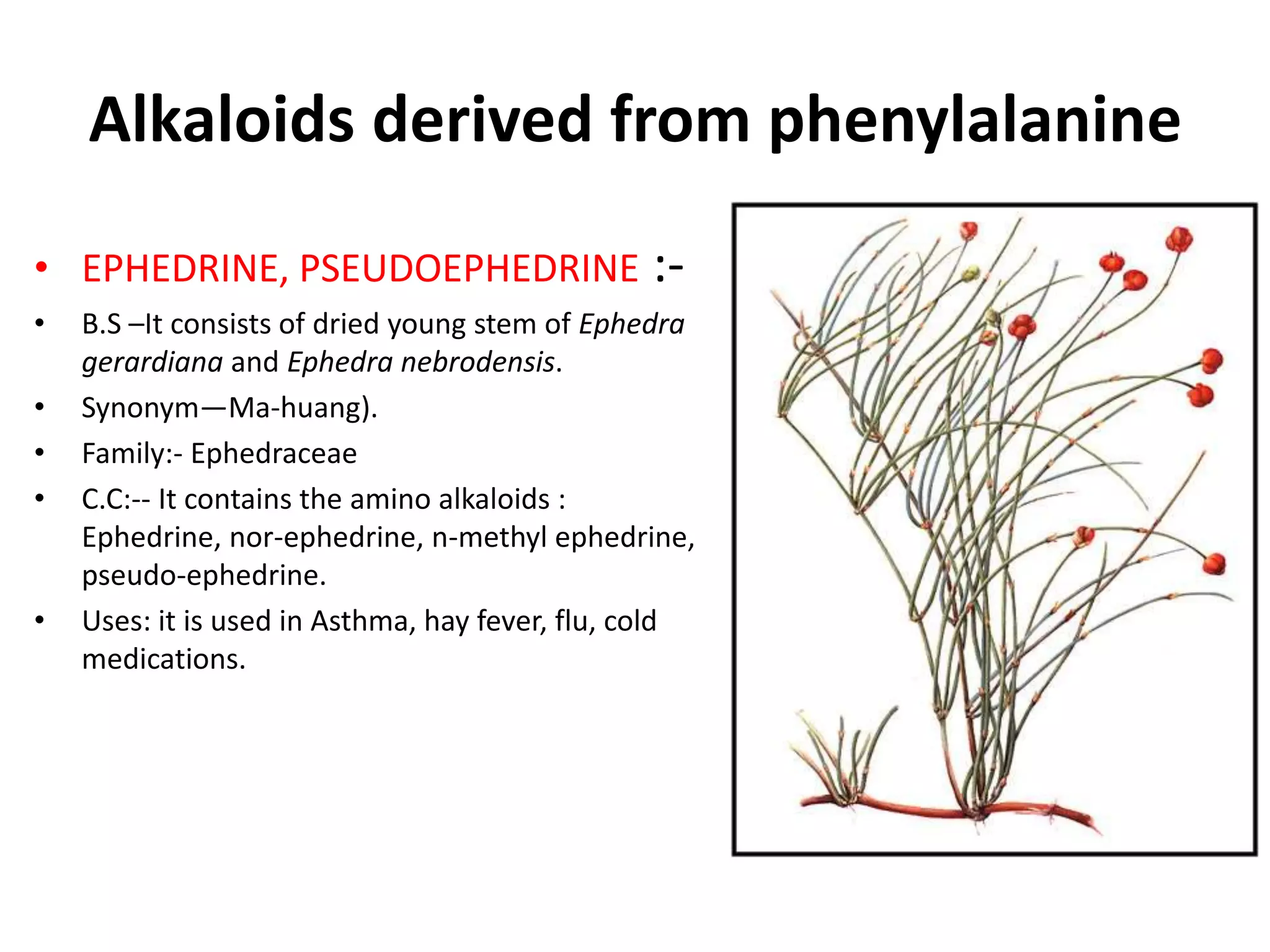 Alkaloids derived from phenylalanine 
• EPHEDRINE, PSEUDOEPHEDRINE :- 
• B.S –It consists of dried young stem of Ephedra 
gerardiana and Ephedra nebrodensis. 
• Synonym—Ma-huang). 
• Family:- Ephedraceae 
• C.C:-- It contains the amino alkaloids : 
Ephedrine, nor-ephedrine, n-methyl ephedrine, 
pseudo-ephedrine. 
• Uses: it is used in Asthma, hay fever, flu, cold 
medications. 
 