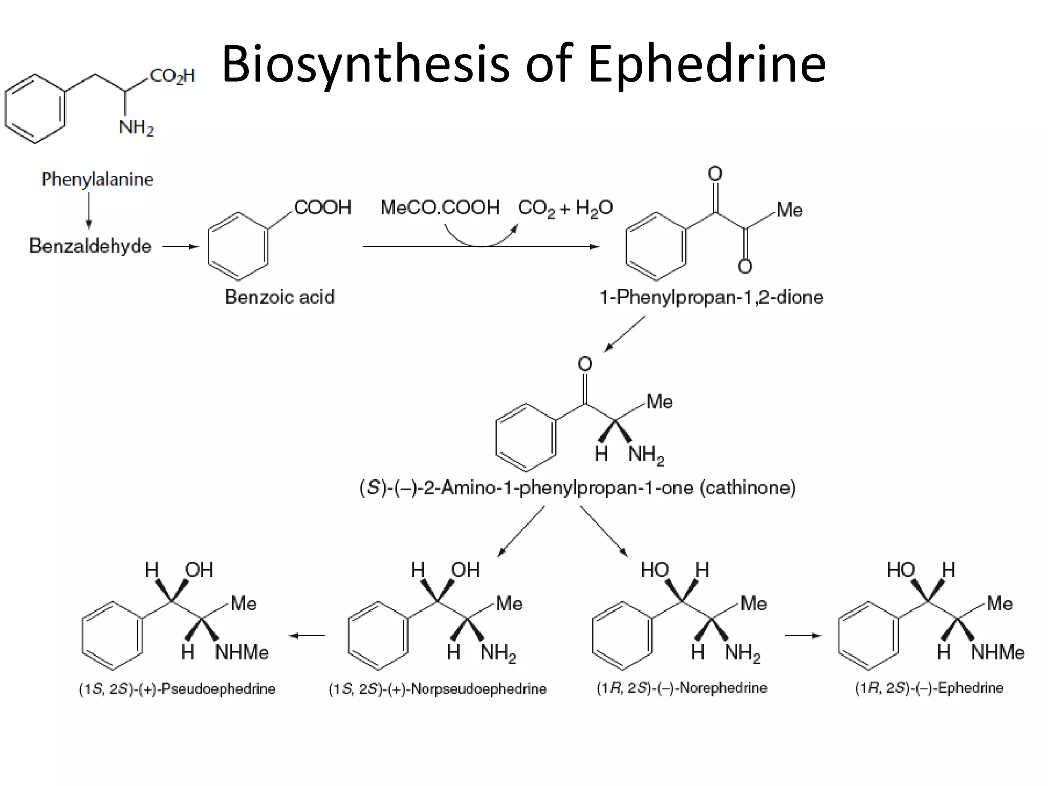 Biosynthesis of Ephedrine 
 