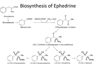 Biosynthesis of Ephedrine 
 
