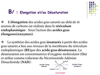 B/ : Elongation et/ou Désaturation
 L'élongation des acides gras saturés au-delà de 16
atomes de carbone est réalisée dans le réticulum
endoplasmique . Sous l’action des acides gras
élongases(enzymes).
 La synthèse des acides gras insaturés à partir des acides
gras saturés a lieu aux niveaux de la membrane du réticulum
endoplasmique (RE)par des acide gras désaturases. La
désaturation est consommatrice d'oxygène moléculaire (O2)
et utilise comme cofacteur du Nicotinamide Adénine
Dinucléotide (NAD):
 
