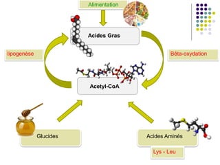 Acides Gras
Acides AminésGlucides
Acetyl-CoA
Bêta-oxydationlipogenèse
Alimentation
Lys - Leu
 