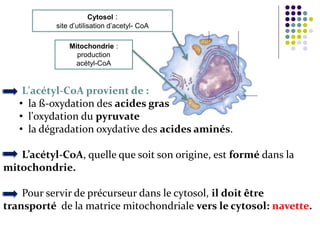 L'acétyl-CoA provient de :
• la ß-oxydation des acides gras
• l'oxydation du pyruvate
• la dégradation oxydative des acides aminés.
L’acétyl-CoA, quelle que soit son origine, est formé dans la
mitochondrie.
Pour servir de précurseur dans le cytosol, il doit être
transporté de la matrice mitochondriale vers le cytosol: navette.
Cytosol :
site d’utilisation d’acetyl- CoA
Mitochondrie :
production
acétyl-CoA
 