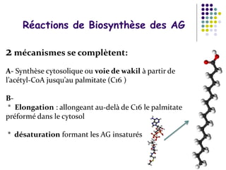 2 mécanismes se complètent:
A- Synthèse cytosolique ou voie de wakil à partir de
l’acétyl-CoA jusqu’au palmitate (C16 )
B-
* Elongation : allongeant au-delà de C16 le palmitate
préformé dans le cytosol
* désaturation formant les AG insaturés
Réactions de Biosynthèse des AG
 