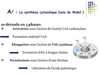 se déroule en 3 phases
 Activation sous l’action de l’acétyl CoA carboxylase:
Formation malonyl CoA
 Elongation sous l’action de l’AG synthase
Formation d’AG à longue chaîne
 Terminaison sous l’action d’une thiolase
Libération de l’acide palmitique
A/ : La synthèse cytosolique (voie de Wakil )
 