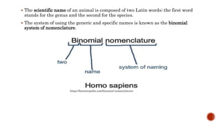  The scientific name of an animal is composed of two Latin words; the first word
stands for the genus and the second for the species.
 The system of using the generic and specific names is known as the binomial
system of nomenclature.
https://forestrypedia.com/binomial-nomenclature/
 