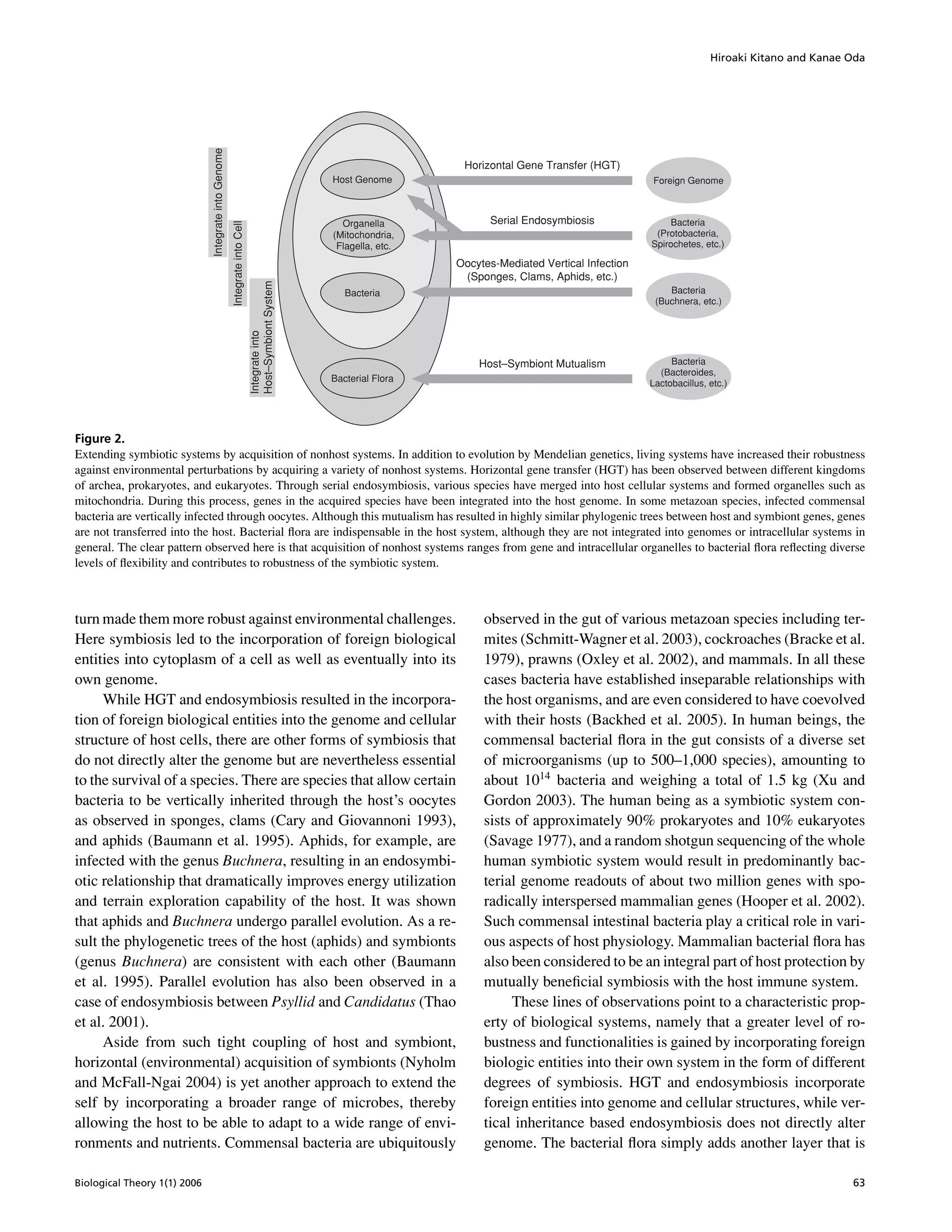 Hiroaki Kitano and Kanae Oda
IntegrateintoGenome
IntegrateintoCell
Integrateinto
Host–SymbiontSystem
Organella
(Mitochondria,
Flagella, etc.
Bacteria
Bacterial Flora
Horizontal Gene Transfer (HGT)
Serial Endosymbiosis
Oocytes-Mediated Vertical Infection
(Sponges, Clams, Aphids, etc.)
Host–Symbiont Mutualism Bacteria
(Bacteroides,
Lactobacillus, etc.)
Foreign Genome
Bacteria
(Protobacteria,
Spirochetes, etc.)
Bacteria
(Buchnera, etc.)
Host Genome
Figure 2.
Extending symbiotic systems by acquisition of nonhost systems. In addition to evolution by Mendelian genetics, living systems have increased their robustness
against environmental perturbations by acquiring a variety of nonhost systems. Horizontal gene transfer (HGT) has been observed between different kingdoms
of archea, prokaryotes, and eukaryotes. Through serial endosymbiosis, various species have merged into host cellular systems and formed organelles such as
mitochondria. During this process, genes in the acquired species have been integrated into the host genome. In some metazoan species, infected commensal
bacteria are vertically infected through oocytes. Although this mutualism has resulted in highly similar phylogenic trees between host and symbiont genes, genes
are not transferred into the host. Bacterial ﬂora are indispensable in the host system, although they are not integrated into genomes or intracellular systems in
general. The clear pattern observed here is that acquisition of nonhost systems ranges from gene and intracellular organelles to bacterial ﬂora reﬂecting diverse
levels of ﬂexibility and contributes to robustness of the symbiotic system.
turn made them more robust against environmental challenges.
Here symbiosis led to the incorporation of foreign biological
entities into cytoplasm of a cell as well as eventually into its
own genome.
While HGT and endosymbiosis resulted in the incorpora-
tion of foreign biological entities into the genome and cellular
structure of host cells, there are other forms of symbiosis that
do not directly alter the genome but are nevertheless essential
to the survival of a species. There are species that allow certain
bacteria to be vertically inherited through the host’s oocytes
as observed in sponges, clams (Cary and Giovannoni 1993),
and aphids (Baumann et al. 1995). Aphids, for example, are
infected with the genus Buchnera, resulting in an endosymbi-
otic relationship that dramatically improves energy utilization
and terrain exploration capability of the host. It was shown
that aphids and Buchnera undergo parallel evolution. As a re-
sult the phylogenetic trees of the host (aphids) and symbionts
(genus Buchnera) are consistent with each other (Baumann
et al. 1995). Parallel evolution has also been observed in a
case of endosymbiosis between Psyllid and Candidatus (Thao
et al. 2001).
Aside from such tight coupling of host and symbiont,
horizontal (environmental) acquisition of symbionts (Nyholm
and McFall-Ngai 2004) is yet another approach to extend the
self by incorporating a broader range of microbes, thereby
allowing the host to be able to adapt to a wide range of envi-
ronments and nutrients. Commensal bacteria are ubiquitously
observed in the gut of various metazoan species including ter-
mites (Schmitt-Wagner et al. 2003), cockroaches (Bracke et al.
1979), prawns (Oxley et al. 2002), and mammals. In all these
cases bacteria have established inseparable relationships with
the host organisms, and are even considered to have coevolved
with their hosts (Backhed et al. 2005). In human beings, the
commensal bacterial ﬂora in the gut consists of a diverse set
of microorganisms (up to 500–1,000 species), amounting to
about 1014
bacteria and weighing a total of 1.5 kg (Xu and
Gordon 2003). The human being as a symbiotic system con-
sists of approximately 90% prokaryotes and 10% eukaryotes
(Savage 1977), and a random shotgun sequencing of the whole
human symbiotic system would result in predominantly bac-
terial genome readouts of about two million genes with spo-
radically interspersed mammalian genes (Hooper et al. 2002).
Such commensal intestinal bacteria play a critical role in vari-
ous aspects of host physiology. Mammalian bacterial ﬂora has
also been considered to be an integral part of host protection by
mutually beneﬁcial symbiosis with the host immune system.
These lines of observations point to a characteristic prop-
erty of biological systems, namely that a greater level of ro-
bustness and functionalities is gained by incorporating foreign
biologic entities into their own system in the form of different
degrees of symbiosis. HGT and endosymbiosis incorporate
foreign entities into genome and cellular structures, while ver-
tical inheritance based endosymbiosis does not directly alter
genome. The bacterial ﬂora simply adds another layer that is
Biological Theory 1(1) 2006 63
 