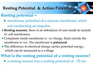 Resting Potential & Action Potential
Resting potential—
membrane potential of a neuron membrane when
not conducting an impulse
Resting neurons, there is an imbalance of ions inside & outside
of cell membranes.
Cytoplasm inside membrane is –ve charge, fluid outside the
membrane is +ve. The membrane is polarized.
The difference in electrical charge carries potential energy,
which can be measured as a voltage
What is the resting potential of a resting neuron?
a resting neuron has a resting potential of -70 mv
 