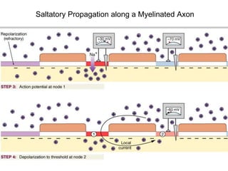 saltatory propagation