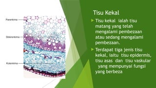 BIO T5 KSSM BAB 1 Organisasi Tisu Tumbuhan dan Pertumbuhan.pptx