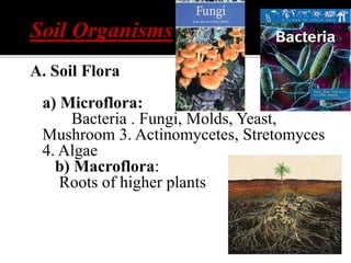 Soil Organisms
A. Soil Flora
a) Microflora:
Bacteria . Fungi, Molds, Yeast,
Mushroom 3. Actinomycetes, Stretomyces
4. Algae
b) Macroflora:
Roots of higher plants
 