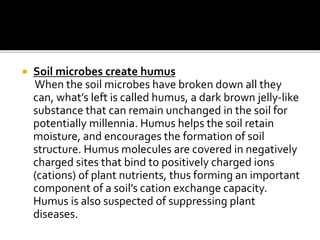  Soil microbes create humus
When the soil microbes have broken down all they
can, what’s left is called humus, a dark brown jelly-like
substance that can remain unchanged in the soil for
potentially millennia. Humus helps the soil retain
moisture, and encourages the formation of soil
structure. Humus molecules are covered in negatively
charged sites that bind to positively charged ions
(cations) of plant nutrients, thus forming an important
component of a soil’s cation exchange capacity.
Humus is also suspected of suppressing plant
diseases.
 