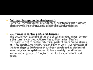  Soil organisms promote plant growth
Some soil microbes produce a variety of substances that promote
plant growth, including auxins, gibberellins and antibiotics.
 Soil microbes control pests and diseases
The best known example of the use of soil microbes in pest control
is the commercial production of the soil bacterium Bacillus
thuringiensis (Bt) to control caterpillar pests of crops. Some strains
of Bt are used to control beetles and flies as well. Several strains of
the fungal genus Trichodermahave been developed as biocontrol
agents against fungal diseases of plants, mainly root diseases.
Various other genera of fungi are used for the control of insect
pests.
 