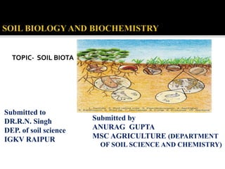 TOPIC- SOIL BIOTA
Submitted to
DR.R.N. Singh
DEP. of soil science
IGKV RAIPUR
INDIRA GANDHI KRISHI VISHWVIDHYALYA RAIPUR (C.G.)
Submitted by
ANURAG GUPTA
MSC AGRICULTURE (DEPARTMENT
OF SOIL SCIENCE AND CHEMISTRY)
 