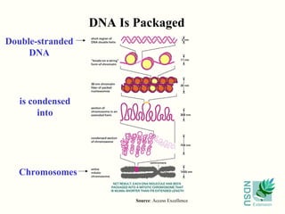 NDSU
Extension
DNA Is Packaged
Source: Access Excellence
Double-stranded
DNA
Chromosomes
is condensed
into
 