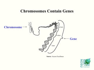 NDSU
Extension
Chromosomes Contain Genes
Chromosome
Gene
Source: Access Excellence
 