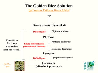 NDSU
Extension
The Golden Rice Solution
IPP
Geranylgeranyl diphosphate
Phytoene
Lycopene
β -carotene
(vitamin A precursor)
Phytoene synthase
Phytoene desaturase
Lycopene-beta-cyclase
ξ-carotene desaturase
Daffodil gene
Single bacterial gene;
performs both functions
Daffodil gene
β-Carotene Pathway Genes Added
Vitamin A
Pathway
is complete
and functional
Golden
Rice
 