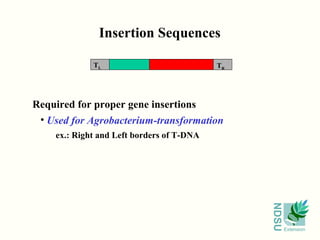 NDSU
Extension
Insertion Sequences
• Used for Agrobacterium-transformation
ex.: Right and Left borders of T-DNA
Required for proper gene insertions
TL TR
 
