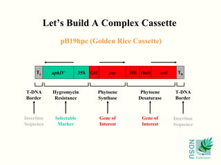 NDSU
Extension
Let’s Build A Complex Cassette
pB19hpc (Golden Rice Cassette)
TL TRaphIV 35S Gt1 psy 35S rbcS crtl
Hygromycin
Resistance
Phytoene
Synthase
Phytoene
Desaturase
T-DNA
Border
T-DNA
Border
Selectable
Marker
Gene of
Interest
Gene of
Interest
Insertion
Sequence
Insertion
Sequence
 