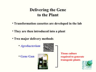 NDSU
Extension
• Transformation cassettes are developed in the lab
• They are then introduced into a plant
• Two major delivery methods
Delivering the Gene
to the Plant
• Agrobacterium
• Gene Gun
Tissue culture
required to generate
transgenic plants
 