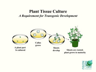 NDSU
Extension
Plant Tissue Culture
A Requirement for Transgenic Development
A plant part
Is cultured
Callus
grows
Shoots
develop Shoots are rooted;
plant grows to maturity
 