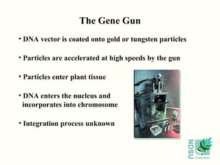 NDSU
Extension
The Gene Gun
• DNA vector is coated onto gold or tungsten particles
• Particles are accelerated at high speeds by the gun
• Particles enter plant tissue
• DNA enters the nucleus and
incorporates into chromosome
• Integration process unknown
 