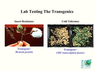 NDSU
Extension
Lab Testing The Transgenics
Insect Resistance
Transgene=
Bt-toxin protein
Cold Tolerance
Transgene=
CBF transcription factors
 