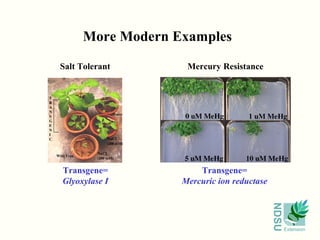 NDSU
Extension
Salt Tolerant Mercury Resistance
More Modern Examples
Transgene=
Glyoxylase I
Transgene=
Mercuric ion reductase
 