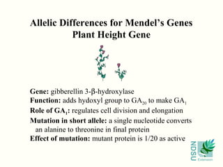 NDSU
Extension
Allelic Differences for Mendel’s Genes
Plant Height Gene
Gene: gibberellin 3-β-hydroxylase
Function: adds hydoxyl group to GA20 to make GA1
Role of GA1: regulates cell division and elongation
Mutation in short allele: a single nucleotide converts
an alanine to threonine in final protein
Effect of mutation: mutant protein is 1/20 as active
 