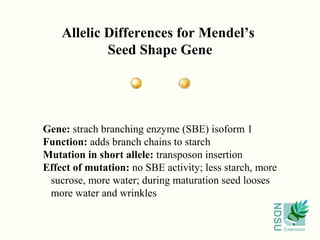 NDSU
Extension
Gene: strach branching enzyme (SBE) isoform 1
Function: adds branch chains to starch
Mutation in short allele: transposon insertion
Effect of mutation: no SBE activity; less starch, more
sucrose, more water; during maturation seed looses
more water and wrinkles
Allelic Differences for Mendel’s
Seed Shape Gene
 