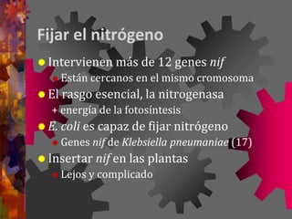 Fijar el nitrógeno
 Intervienen más de 12 genes nif
 Están cercanos en el mismo cromosoma
 El rasgo esencial, la nitrogenasa
+ energía de la fotosíntesis
 E. coli es capaz de fijar nitrógeno
 Genes nif de Klebsiella pneumaniae (17)
 Insertar nif en las plantas
 Lejos y complicado
 